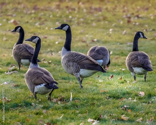 canadian geese on the beach