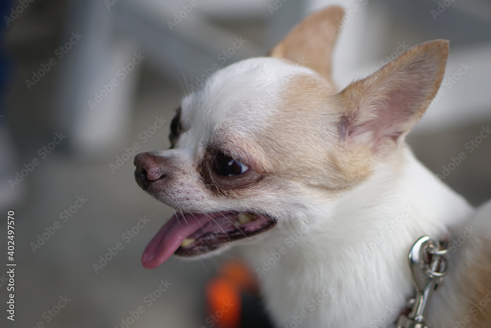 Chihuahua dog smiley face, selected focus