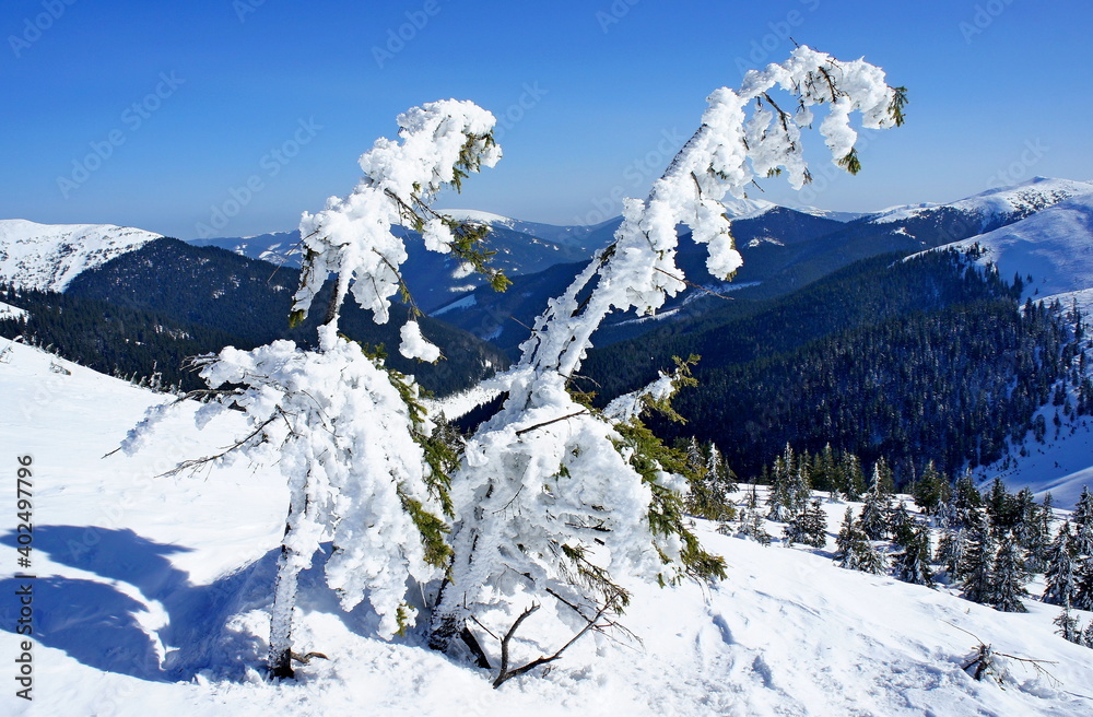 young spruce trees in the icy captivity of snow on the slopes of the Carpathian Mountains in Ukraine