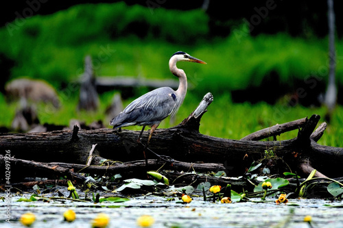 Valokuva great blue heron ardea alba