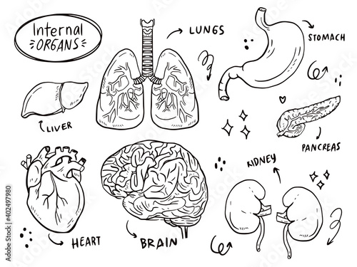 Set of internal organ sketching doodle drawing for health learning