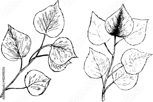 Aspen ink illustration. Leaves and branches simple drawings. Nature minimal artworks set. Vector monochrome graphic design. 