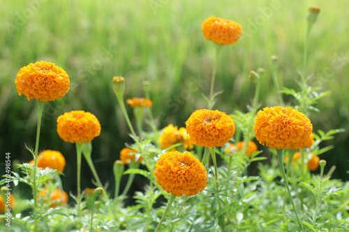 Orange marigold flowers in the garden. Flower bed backgrounds. Floral pattern texture. Botanical green plant growth in field. photo