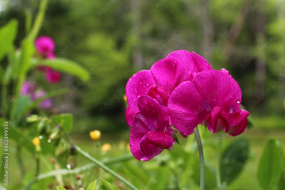 Fototapeta premium Sweet PeA