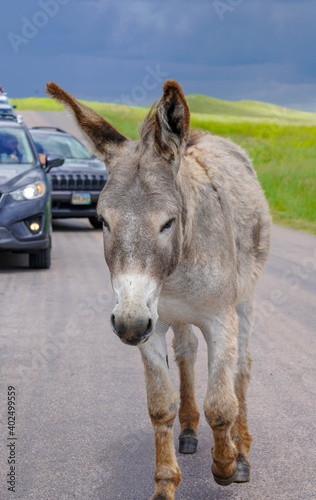 Fototapeta Naklejka Na Ścianę i Meble -  wild burro walking on road with cars