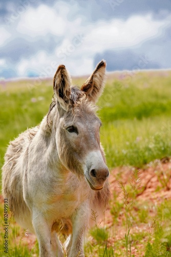 Sweet tan and white wild burro with grassy hill and cloudy blue sky in the background