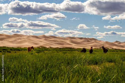 Gobi horses near sand dunes