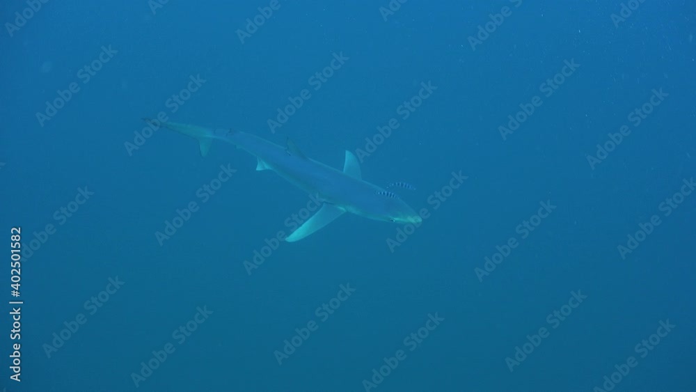 Blue shark swimming in the open ocean filmed from top. Blue shark swimming in the open ocean filmed from top.