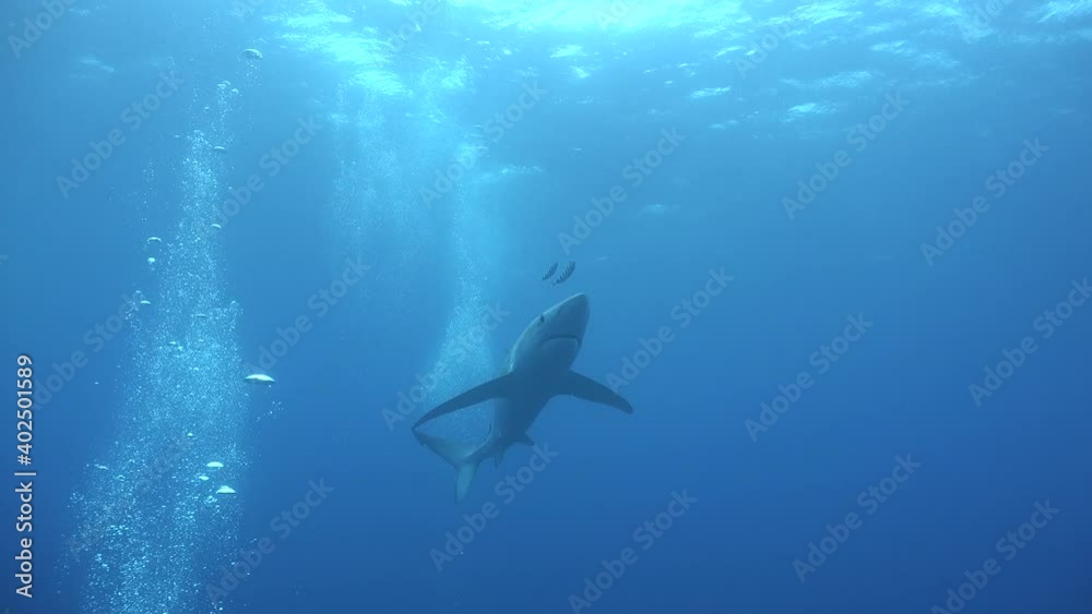 Blue shark swimming over the camera and through air bubbles from scuba divers. Blue shark swimming over the camera and through air bubbles from scuba divers.