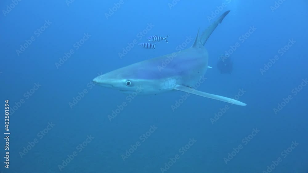 Blue shark swimming towards the camera with scuba diver and air bubbles in the background Blue shark swimming towards the camera with scuba diver and air bubbles in the background