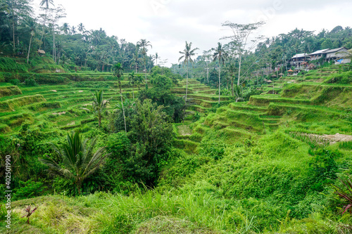 Beautiful rice terraces in Bali island