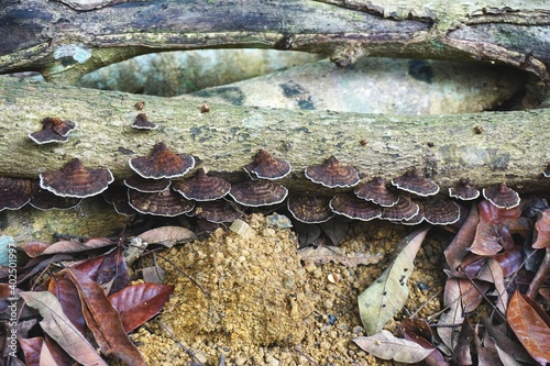 Rows of wild mushroom conks growing on a dead tree branch in rural Southeast Asia