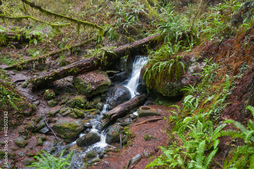 Фотография A stream flows through a moist, temperate forest of Redwood trees in Klamath, northern California