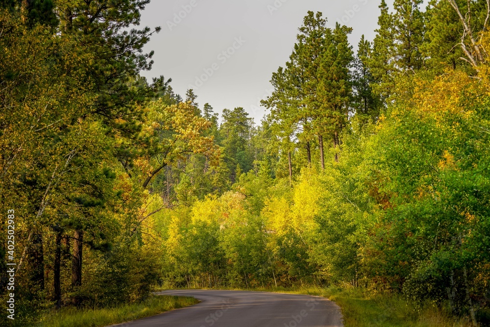 Obraz premium Autumn colored trees in the Black Hills in South Dakota