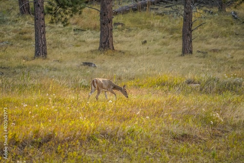 Deer in the Black Hills in South Dakota