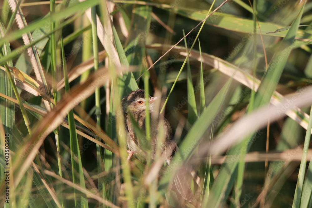 Close up small grey bird in the grass field Close up small grey bird in the grass field