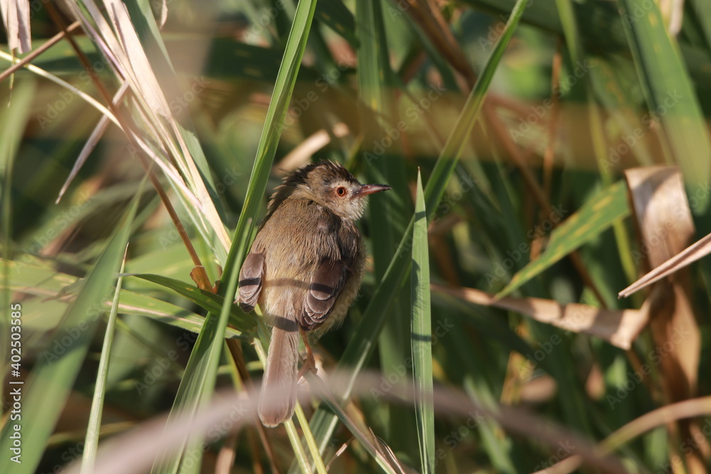 Close up small grey bird in the grass field Close up small grey bird in the grass field
