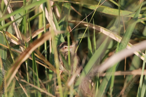 Close up small grey bird in the grass field