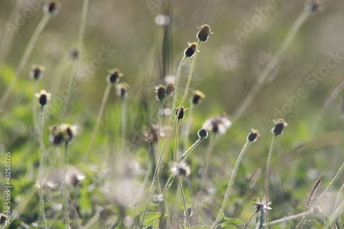 Close up flowers of grass on sunlight in the field