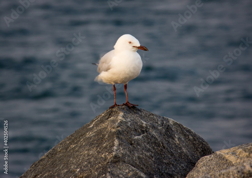 Seagull © Nicole