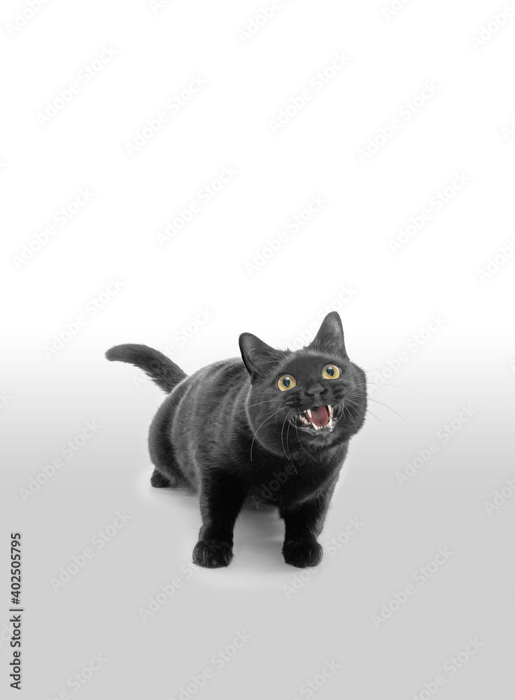 黒猫の可愛く上目遣いに鳴く黒猫のポートレート 白背景	