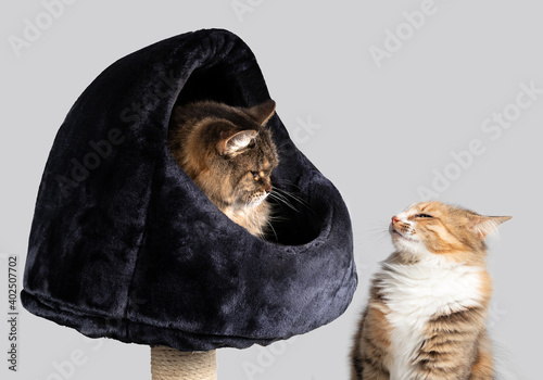 Cat confrontation or standoff. Aggression or dominant behavior. Two female cats stare at each other. Senior cat is in a cat tree hut while the younger cat looks at her with ears down from bellow.