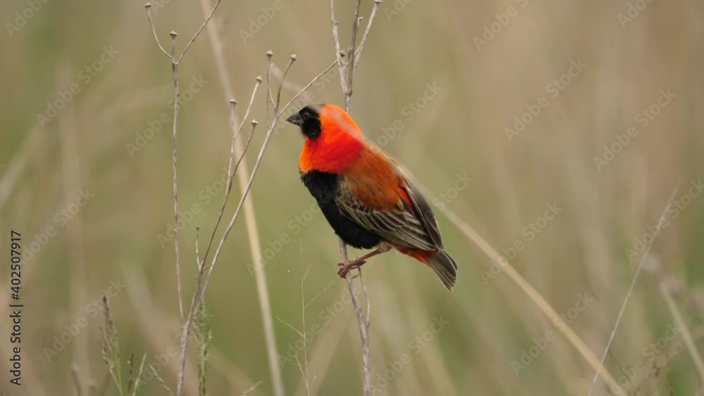 Male Red Bishop Bird Perches on Dried Plant in Waving Grass and Flies Away Male Red Bishop Bird Perches on Dried Plant in Waving Grass and Flies Away