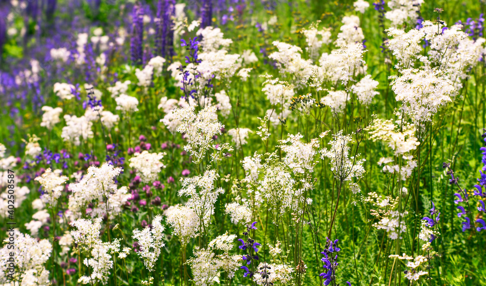 Blur. Blooming meadow close-up with white and purple flowers in bright green grass. Selective focus. Blur. Blooming meadow close-up with white and purple flowers in bright green grass. Selective focus.
