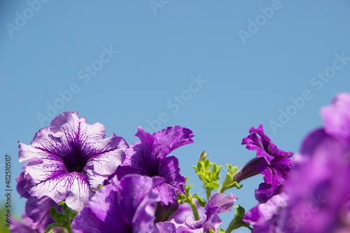 Purple Petunia flower with sky for wallpaper or backgrpund