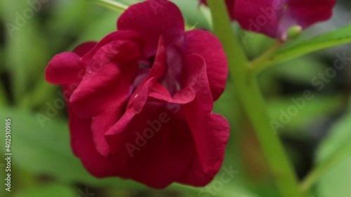 red  flower blooming in the garden