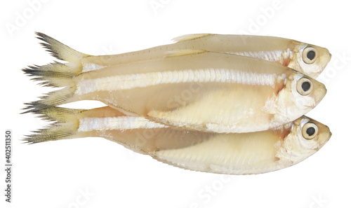 White sardine fish isolated on white background, Escualosa thoracata photo