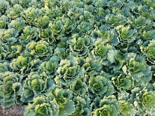 Longlived Cabbage