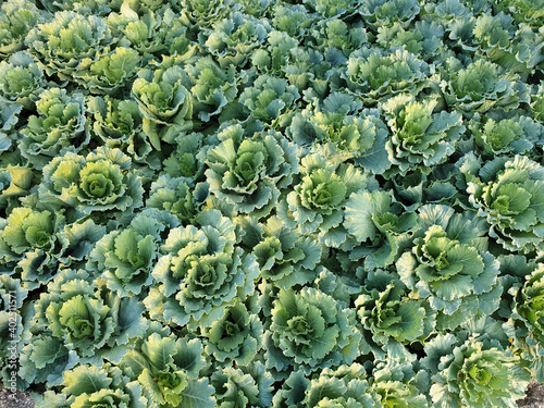Longlived Cabbage