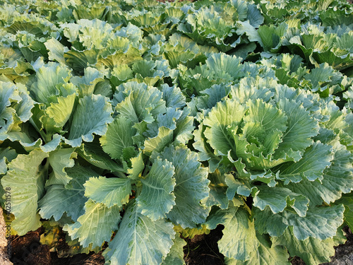 Longlived Cabbage