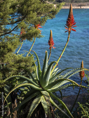 Erbe mediche, Aloe arborescens