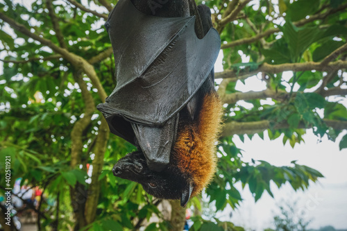 Flying fox hanging upside down on a tree branch