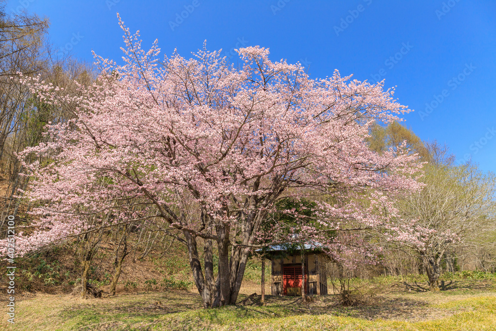 片品村 オキノ桜 片品村 オキノ桜