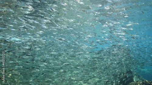Wallpaper Mural silversides hiding behind secret rocks  under sun shine and beams underwater silverside fish school wavy sea protection ocean scenery Torontodigital.ca