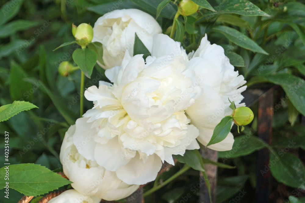 Peony flowers and buds with delicate pink and white petals on a bush with green leaves on a spring day Peony flowers and buds with delicate pink and white petals on a bush with green leaves on a spring day