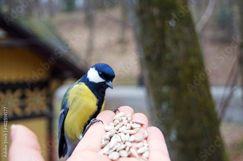 A titmouse bird with yellow, black, white and gray feathers sits in the park and eats seeds on a cold winter day