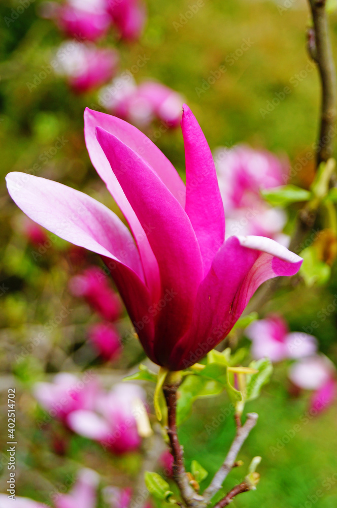 Fototapeta premium Magnolia branch with buds and flowers with delicate white, yellow and pink petals on a spring day