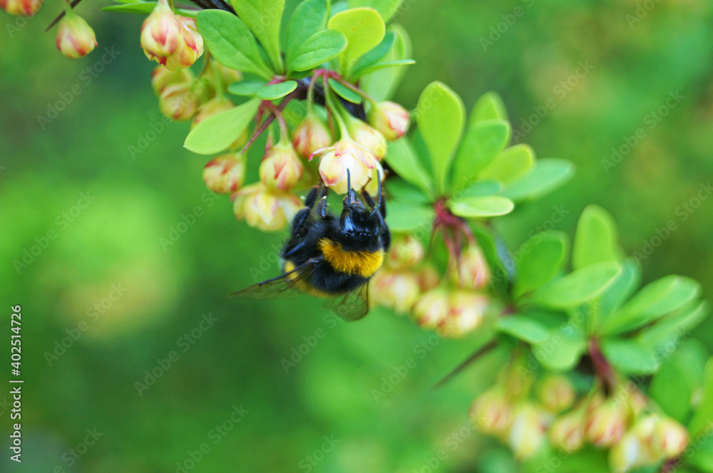 Bumblebee collects pollen from barberry flowers on a branch with green leaves on a sunny spring day Bumblebee collects pollen from barberry flowers on a branch with green leaves on a sunny spring day