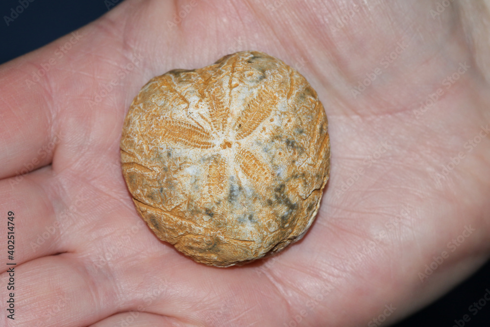 A fossil stone Sea Urchin being held on the palm of a hand. A fossil stone Sea Urchin being held on the palm of a hand.
