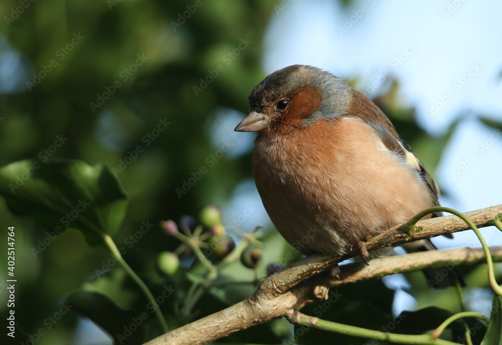 Fototapeta premium A male Chaffinch, Fringilla coelebs, perching on a branch of Ivy in woodland.