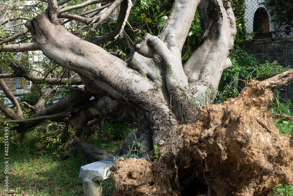 根こそぎ倒れるガジュマルの大きな木