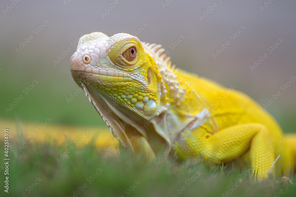 Fototapeta premium Yellow albino iguana on the grass