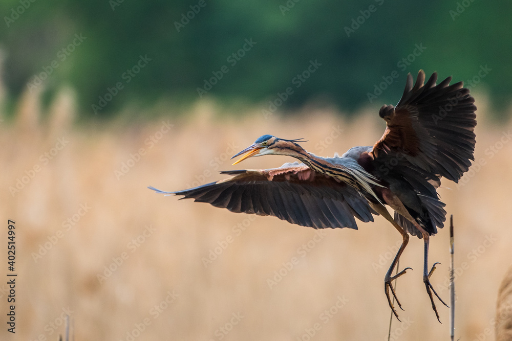 Fototapeta premium Purpurreiher (Ardea purpurea)