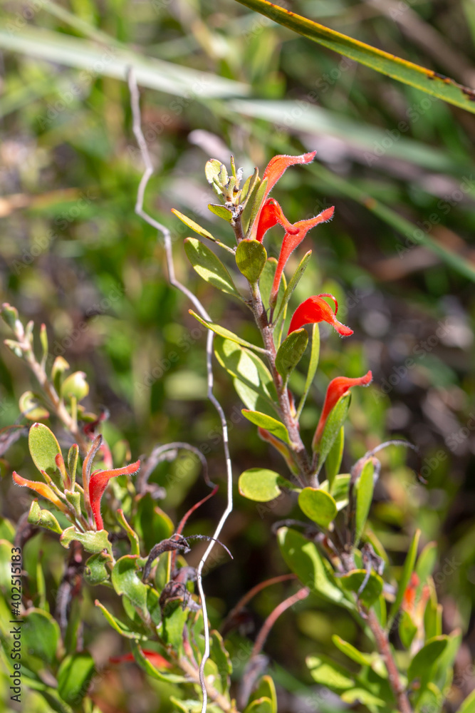 Obraz premium Red flowered Grevillea (a plant from the Protea family) in natural habitat close to Nannup in Western Australia