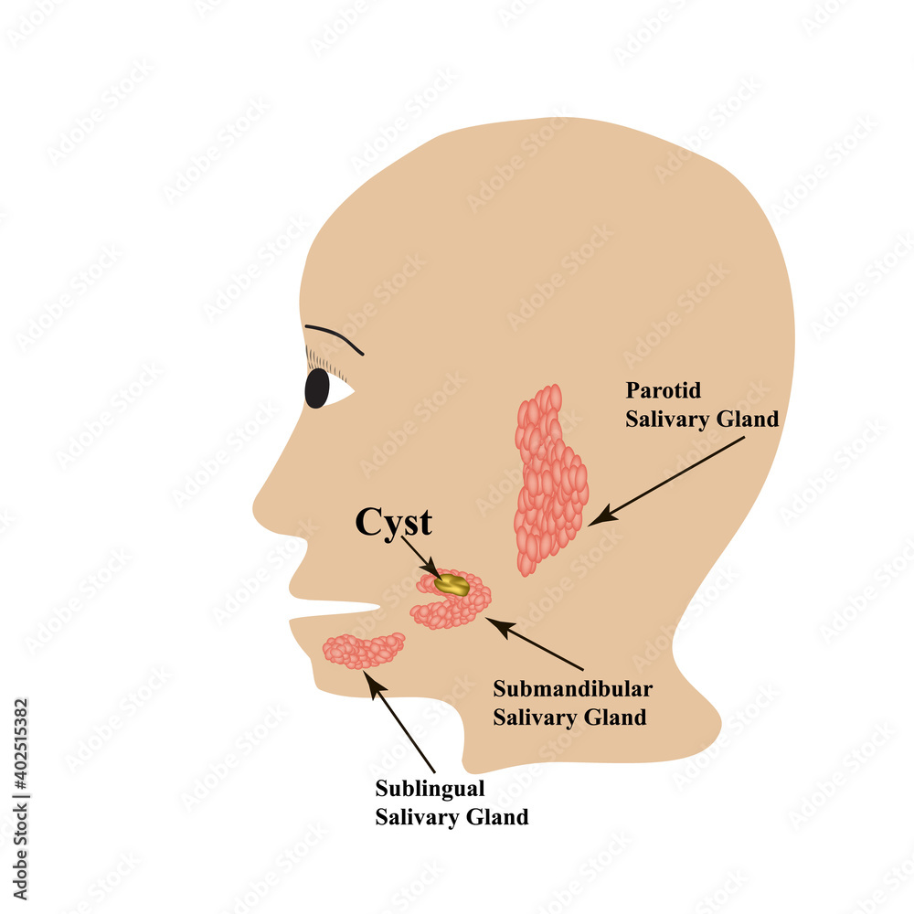 Parotid salivary gland. Submandibular salivary gland. Sublingual