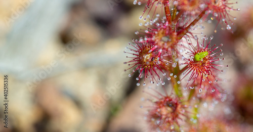 Drosera stolonifera with a assassin bug (Setocoris sp.) sitting on a leaf, seen close to Nannup in Western Australia